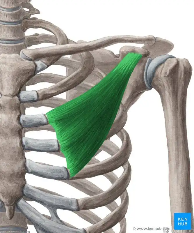 Малая грудная мышца - диагностика в Тюмени