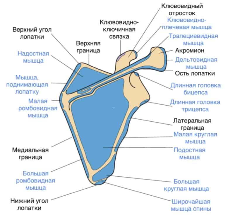 лопатка