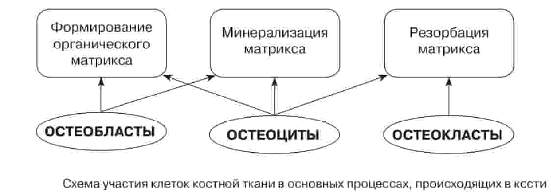 регенерация кости схема